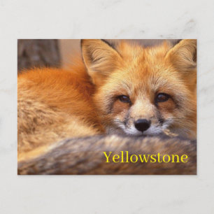 Yellowstone National Park Postcard
