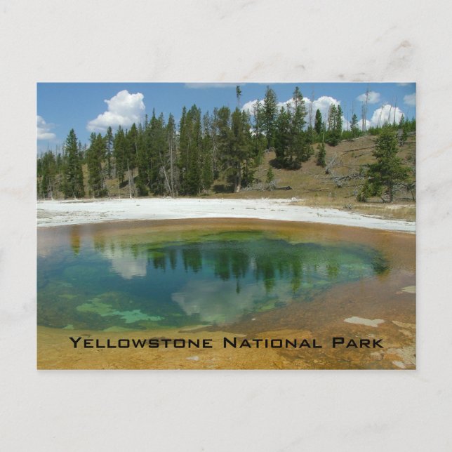Yellowstone National Park Postcard (Front)