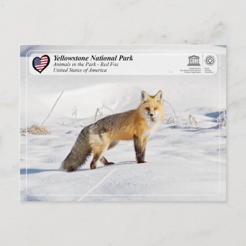 Yellowstone National Park _ Red Fox Postcard
