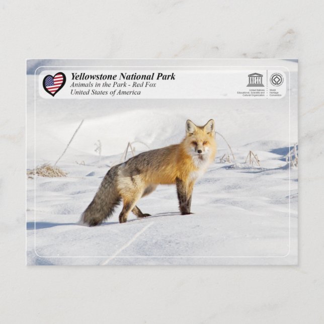 Yellowstone National Park - Red Fox Postcard (Front)