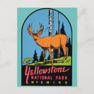 Yellowstone National Park Vintage Travel Postcard