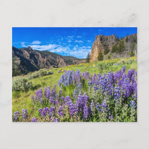Yellowstone National Park Wildflowers Landscape Postcard