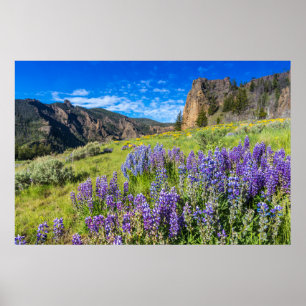 Yellowstone National Park Wildflowers Landscape Poster