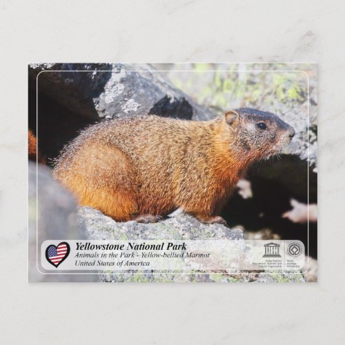 Yellowstone National Park _Yellow_bellied Marmot Postcard