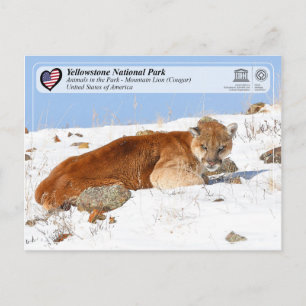 Yellowstone NP - Mountain Lion (Cougar) Postcard