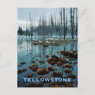 Yellowstone Postcard
