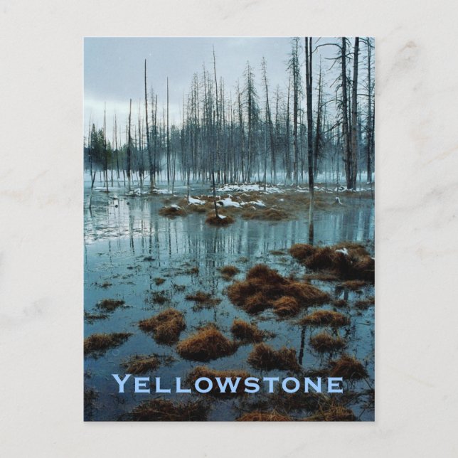 Yellowstone Postcard (Front)