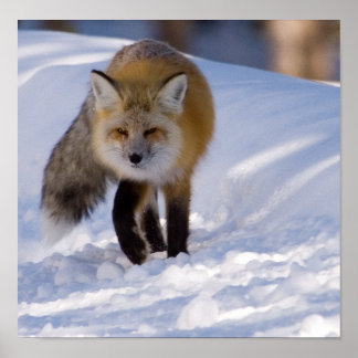 Yellowstone Red Fox Poster