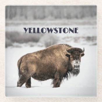 Yellowstone Snowy Buffalo Souvenir Glass Coaster by YellowSnail at Zazzle