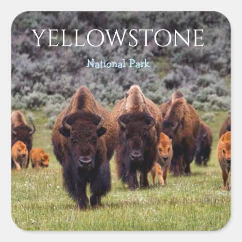 Yellowstone Sticker National Park Bison Buffalo