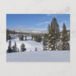 Yellowstone Winter Landscape Photography Postcard