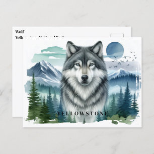 Yellowstone Wolf Postcard