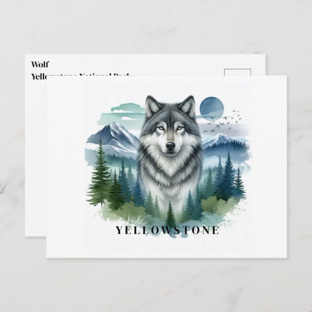 Yellowstone Wolf Postcard (Front/Back)