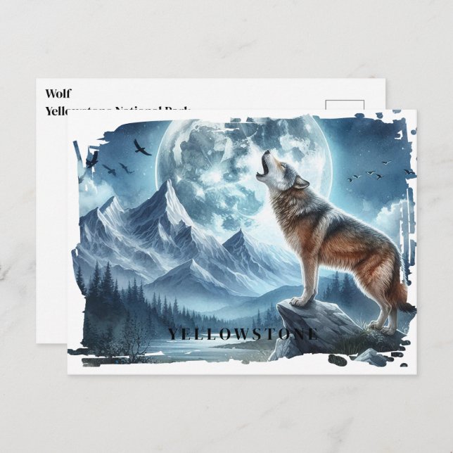 Yellowstone Wolf Postcard (Front/Back)