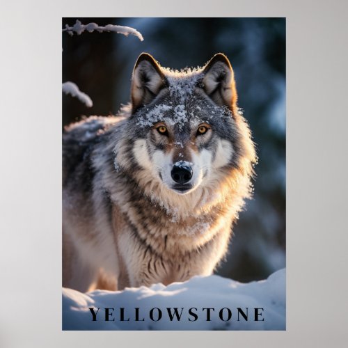 Yellowstone Wolf Poster Art 