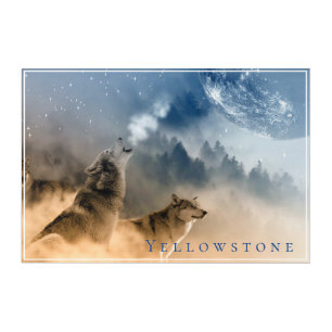 Yellowstone Wolves Acrylic Art Print 30"x20"