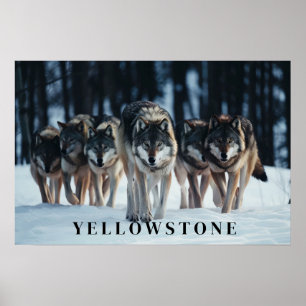 Yellowstone Wolves Poster Art