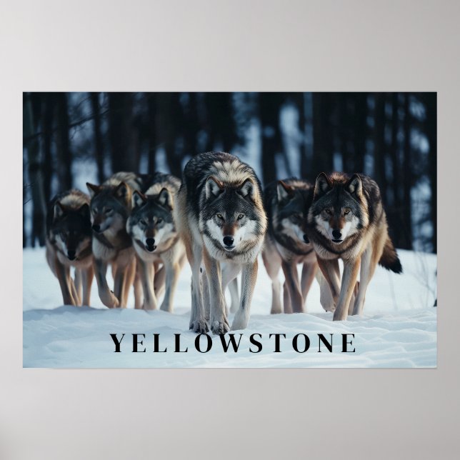 Yellowstone Wolves Poster Art  (Front)