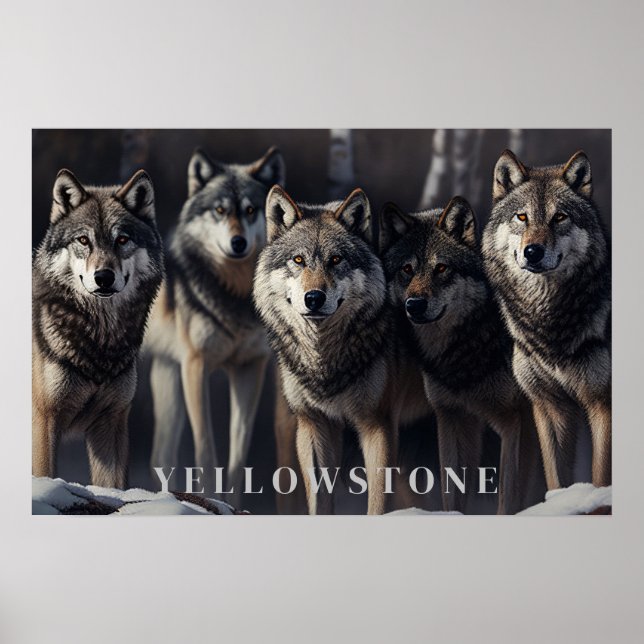 Yellowstone Wolves Poster Art  (Front)