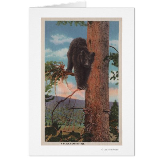 Yellowstone, WYView of Black Bear in Tree Cards (Front)