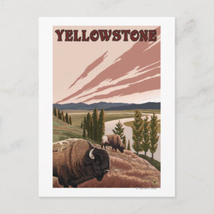 YellowstoneBison Scene Postcard