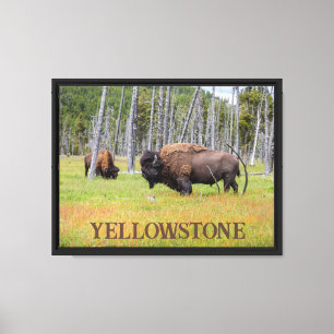 Yellowstone's American Bison Canvas Print