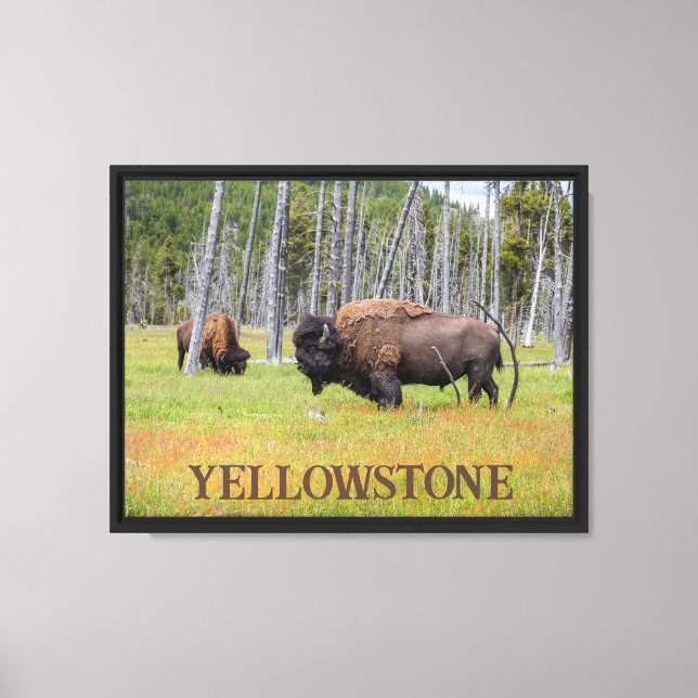 Yellowstone's American Bison Canvas Print (Front)