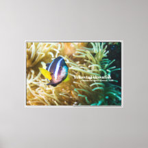 Yellowtail clownfish