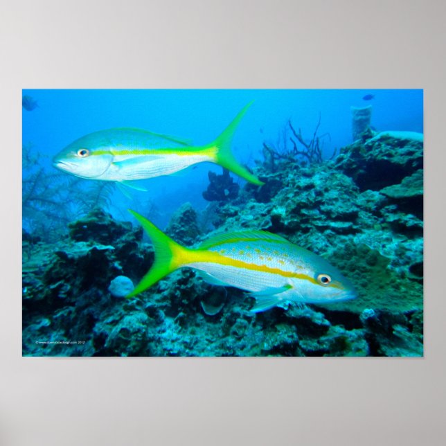 Yellowtail Snappers Poster (Front)