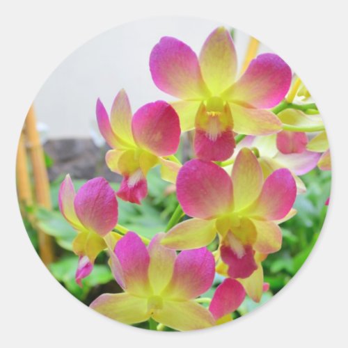 Yelow Pink Orchids Classic Round Sticker