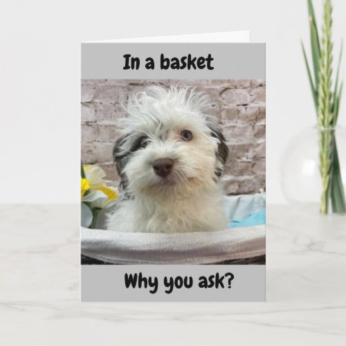 YES I AM IN A BASKET EASTER HUMOR FOR YOU HOLIDAY CARD
