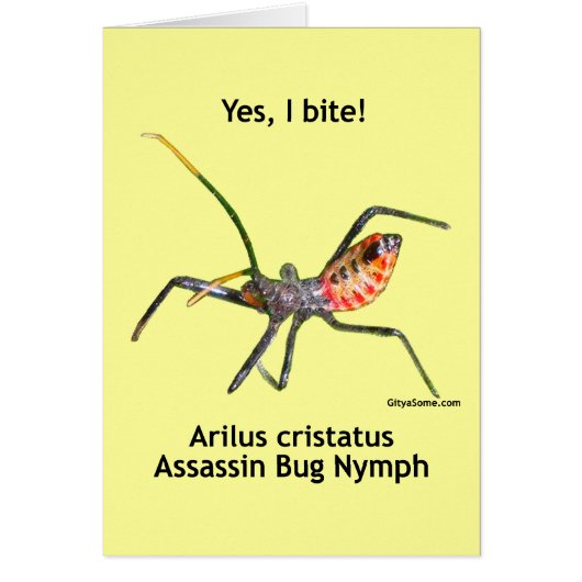 Yes I Bite Assassin Bug Cards (Front)