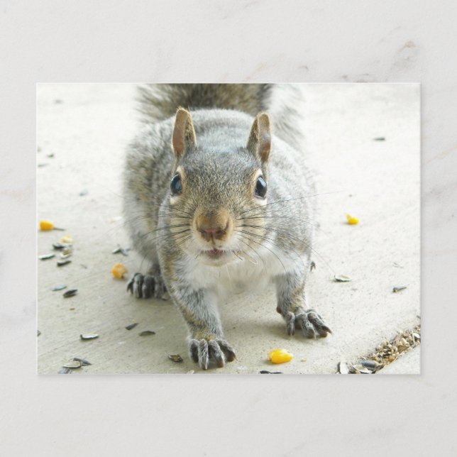 "Yes, I Would Like Some Food" Postcard (Front)