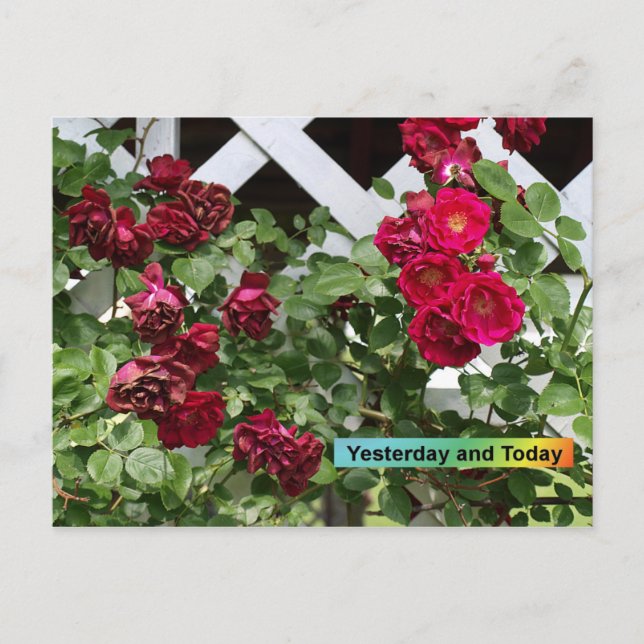 Yesterday and Today Postcard (Front)
