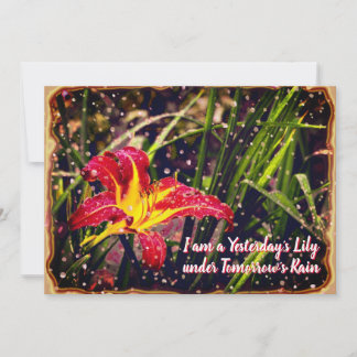 Yesterday Lily in Tomorrow Rain Postcard