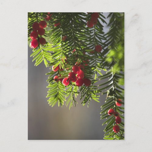 Yew berries postcard