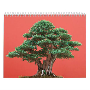 Yew bonsai calendar