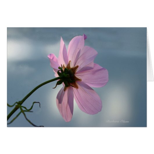 Yielding to Nature: Cosmos Cards (Front Horizontal)
