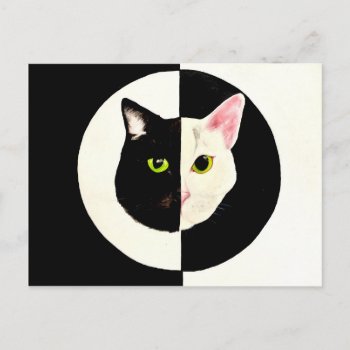Yin And Yang Black And White Cats Faces Painting Postcard by Melmo_666 at Zazzle