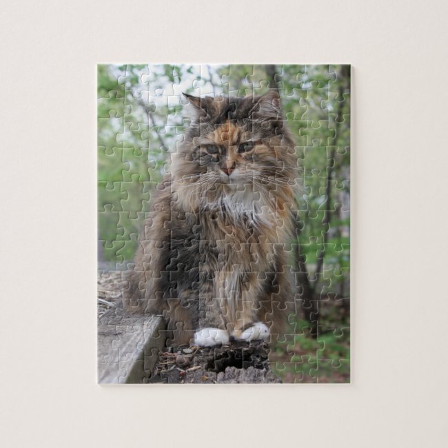 Yipper | Cat Photography | Cherie's Art(c)2020