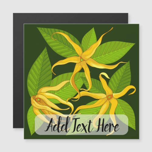 Ylang Ylang Exotic Scented Flowers