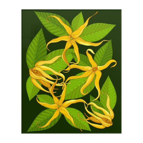 Ylang Ylang Exotic Scented Flowers Acrylic Print