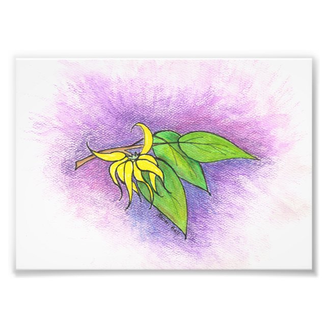 Ylang Ylang Illustration Photo Print (Front)
