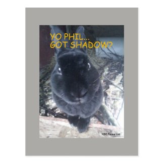 Yo Phil, Got Shadow - Postcard