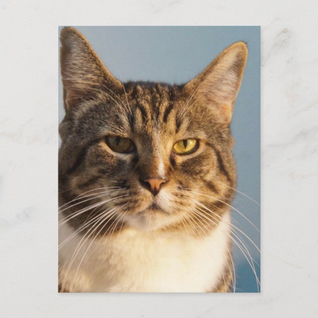 Yoda Postcard (Front)