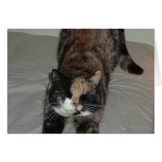 Yoga Calico Cat Cards (Front Horizontal)