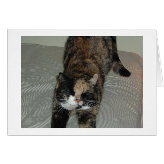 Yoga Calico Cat Cards (Front Horizontal)