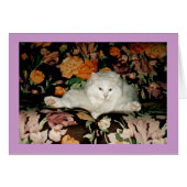 Yoga Cat (Front Horizontal)