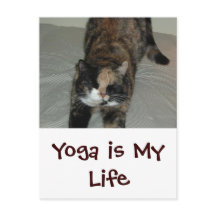 Yoga Cat