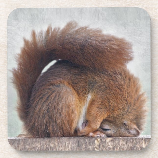 Yoga Squirrel Set of 6 Coasters (Front)
